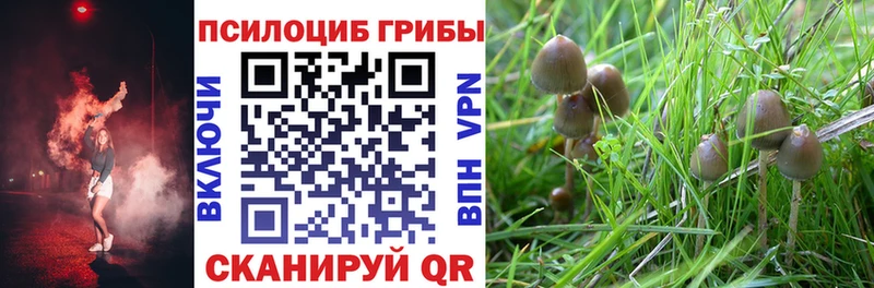 Псилоцибиновые грибы мицелий  Владивосток 